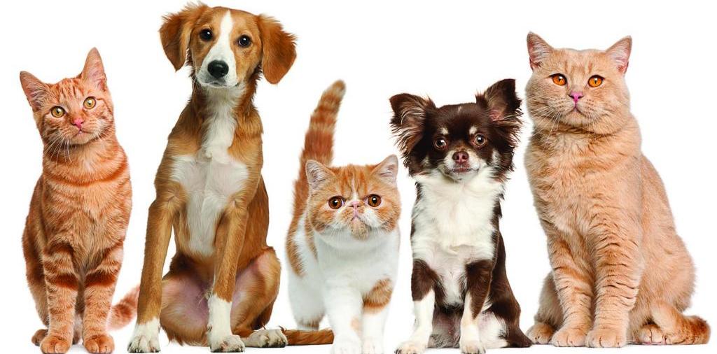 Доска объявлений о животных | ЗооТом - продажа, вязка и услуги для животных в Струнино