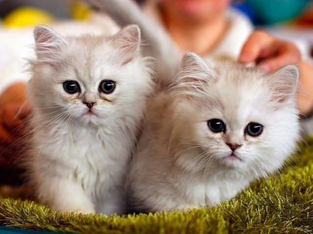 Породы кошек в Струнино | ЗооТом портал о животных