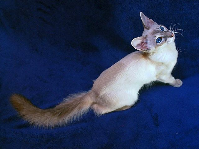 Выведенные породы кошек в Струнино | ЗооТом портал о животных