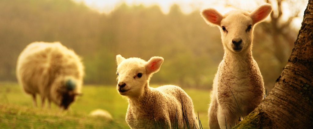 Объявления о сельскохозяйственных животных | ЗооТом - продажа, вязка и услуги для животных в Струнино