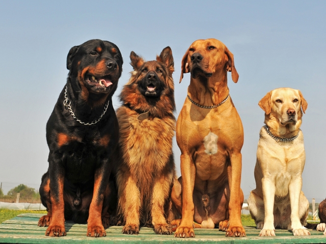 Крупные породы собак в Струнино | ЗооТом портал о животных