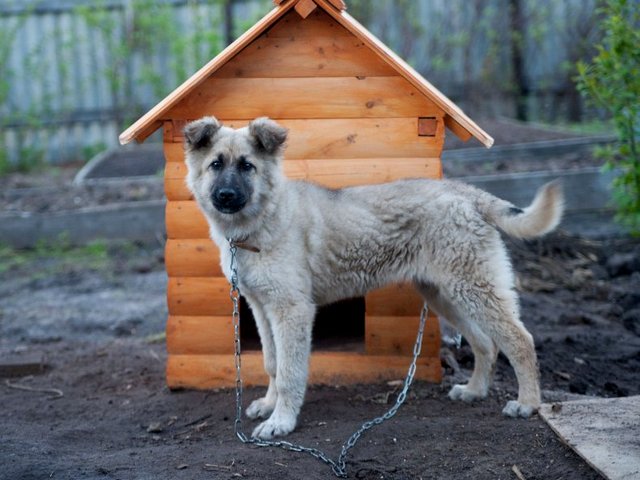 Все о собаках в Струнино